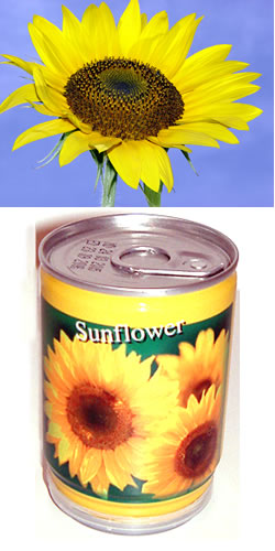 Sunflower in a tin